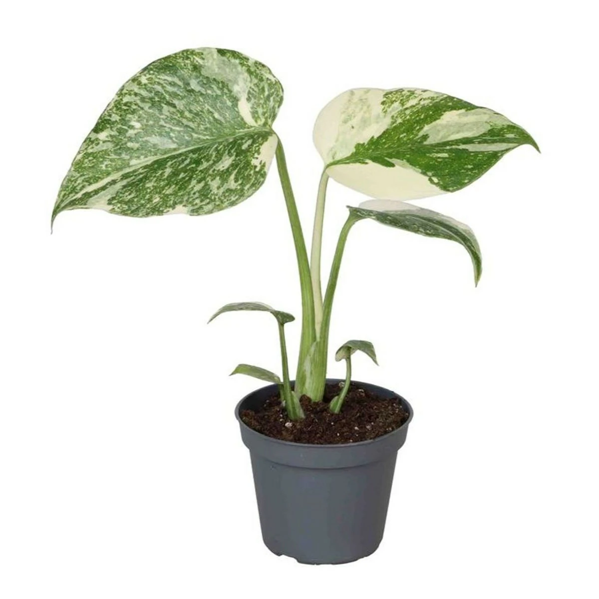 Monstera 'Creme Brulee' - Cowell's Garden Centre | Woolsington