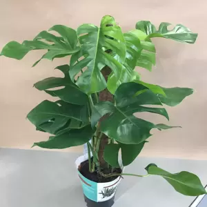 Monstera deliciosa 19cm