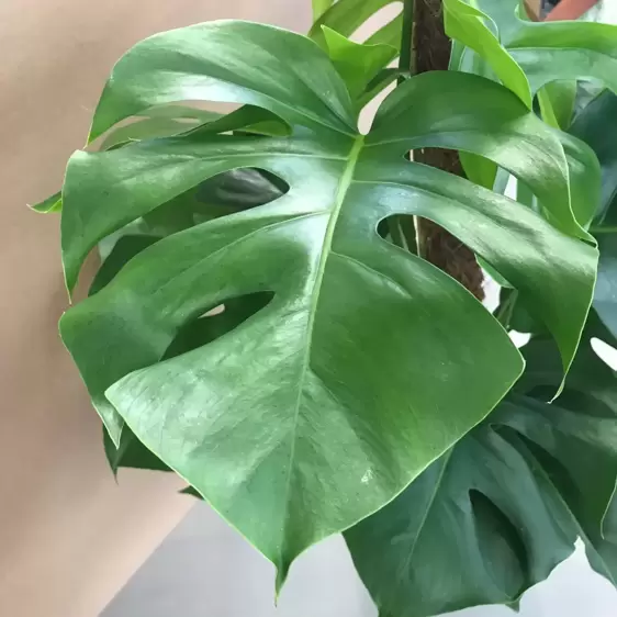 Monstera deliciosa 19cm - image 2