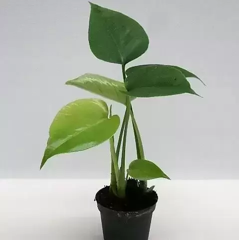 Monstera deliciosa 6cm