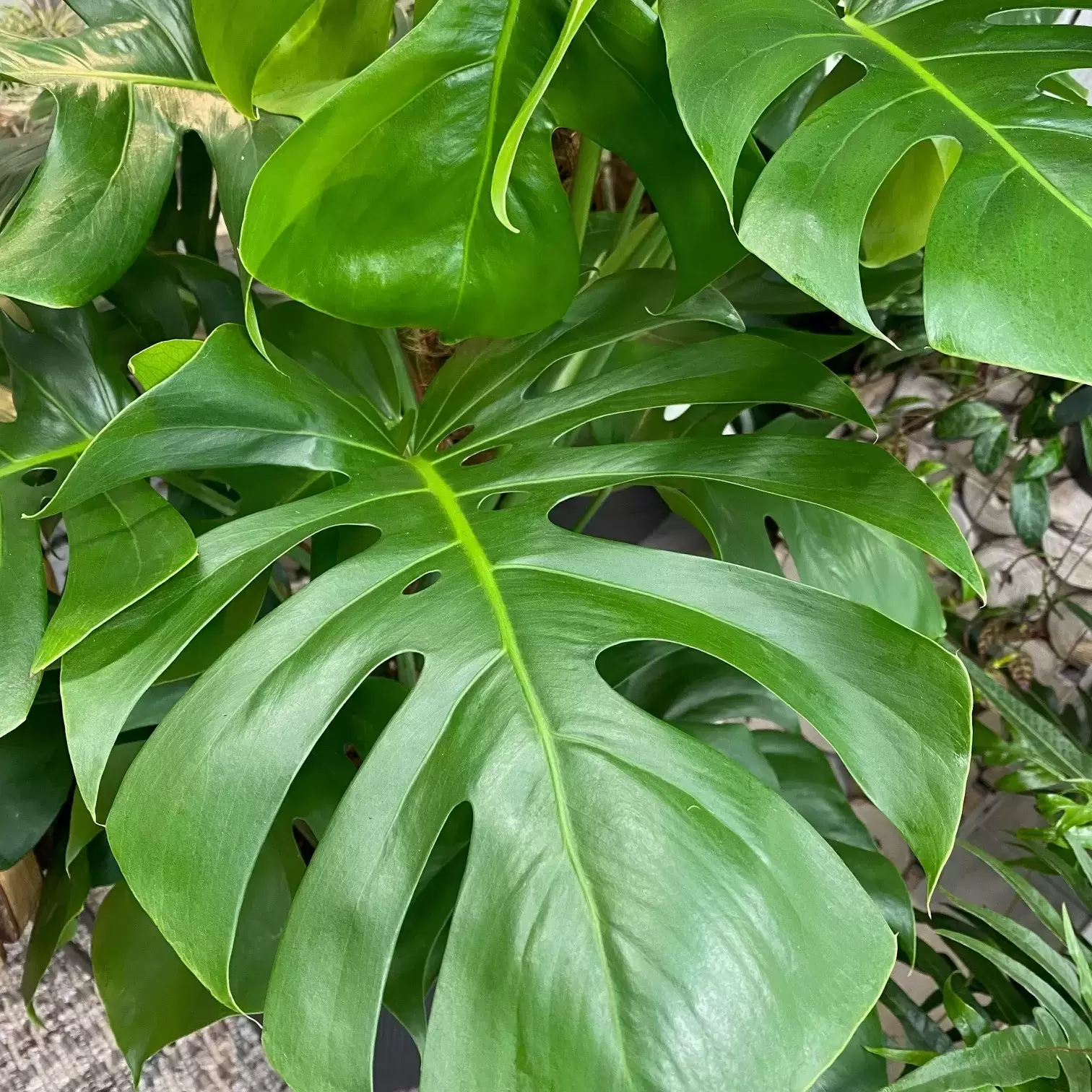 Buy MM11 [FC] 品種保証！Monstera deliciosa Bulbasaur モンステラ