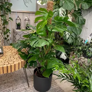 Monstera deliciosa Extra Large 24cm Moss Pole - image 3
