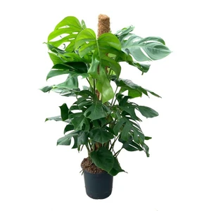 Monstera deliciosa Extra Large 24cm Moss Pole - image 2