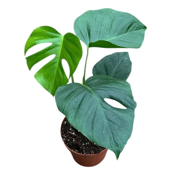 Monstera deliciosa var. sierrana - image 1