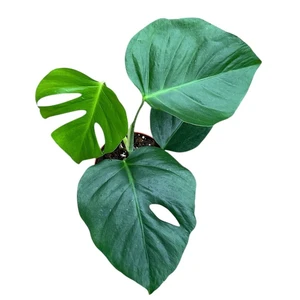 Monstera deliciosa var. sierrana - image 2
