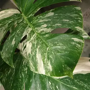 Monstera deliciosa 'Variegata' 12cm