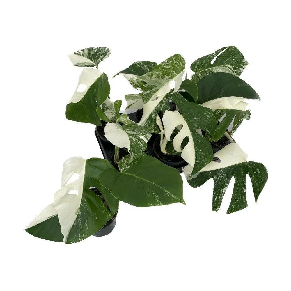 Monstera deliciosa variegata 'Half Moon' - Cowell's Garden Centre |  Woolsington