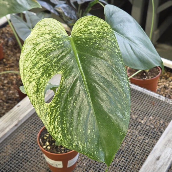 Monstera deliciosa 'Devil Monster'