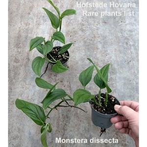 Monstera dissecta