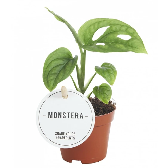 Monstera esqueleto 6cm