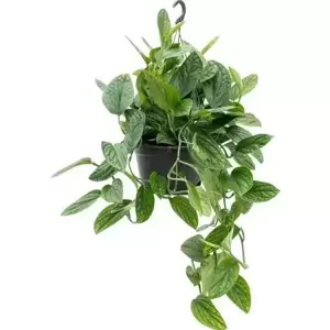 Epipremnum pinnatum 'Marble Planet' 28cm - image 2