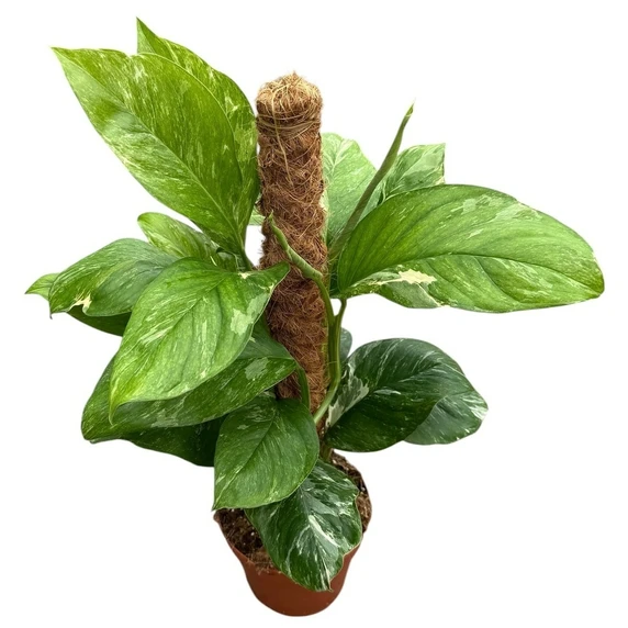 Monstera lechleriana 'Variegata' - image 3