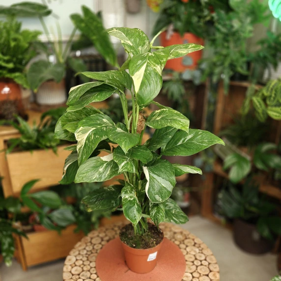 Monstera lechleriana 'Variegata' - image 2