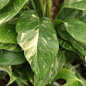 Monstera lechleriana 'Variegata' - image 1