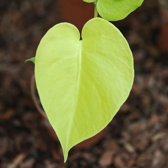 Monstera deliciosa 'Lemon Lime' - image 1