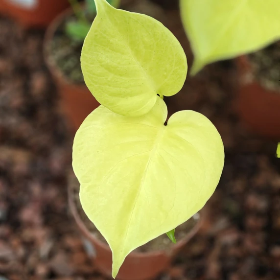 Monstera deliciosa 'Lemon Lime' - image 2