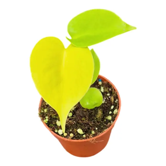 Monstera deliciosa 'Lime Banana'