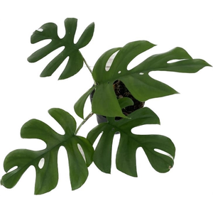 Monstera 'Little Sister' - image 1
