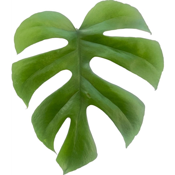 Monstera 'Little Sister' - image 2