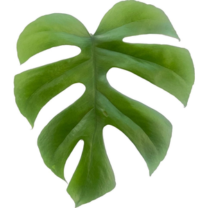 Monstera 'Little Sister' - image 2