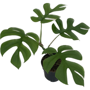 Monstera 'Little Sister' - image 3