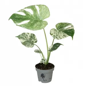 Monstera deliciosa 'Mint Variegata' 12cm