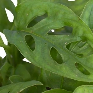 Monstera adansonii 'Monkey Leaf' 5.5cm - image 1
