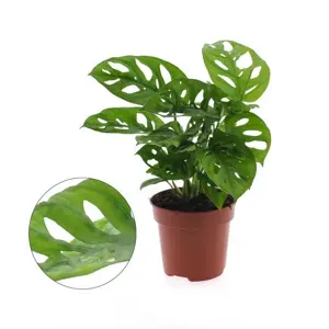 Monstera adansonii 'Monkey Leaf' 5.5cm - image 2