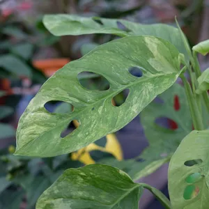 Monstera obliqua 'Mayuna Variegata' - image 1