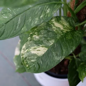 Monstera obliqua 'Mayuna Variegata' - image 2