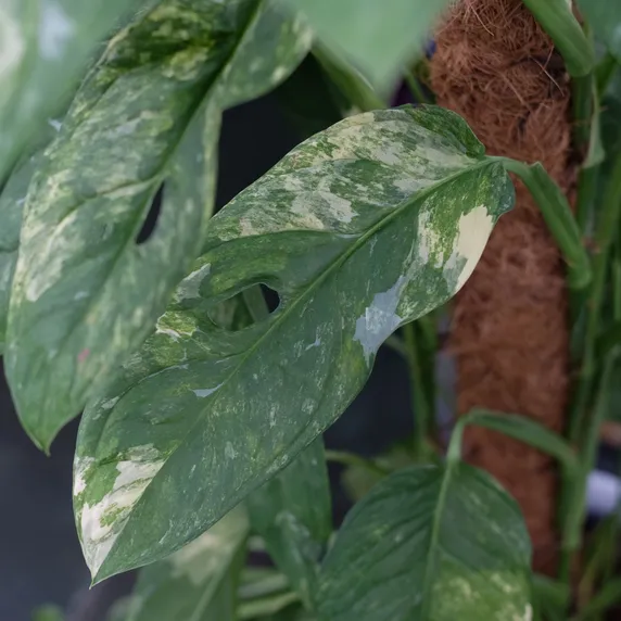 Monstera obliqua 'Mayuna Variegata' - image 3