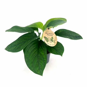 Monstera pinnatipartita