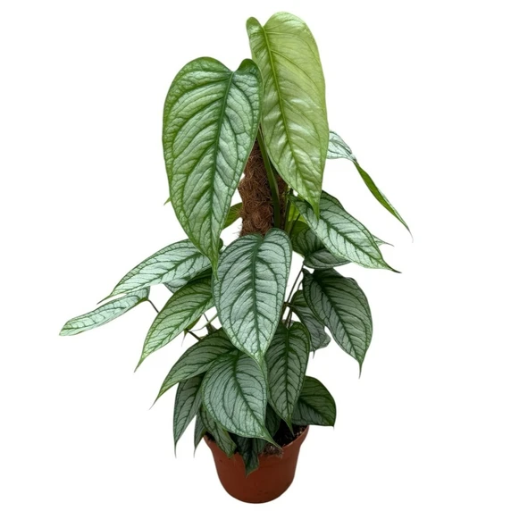 Monstera siltepecana 17cm - image 1