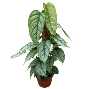 Monstera siltepecana 17cm - image 1