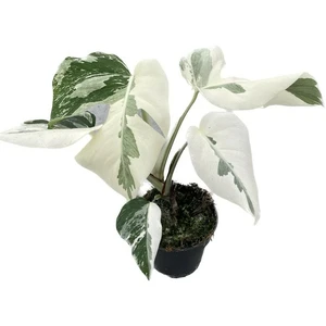 Monstera deliciosa 'Snow White' - image 3