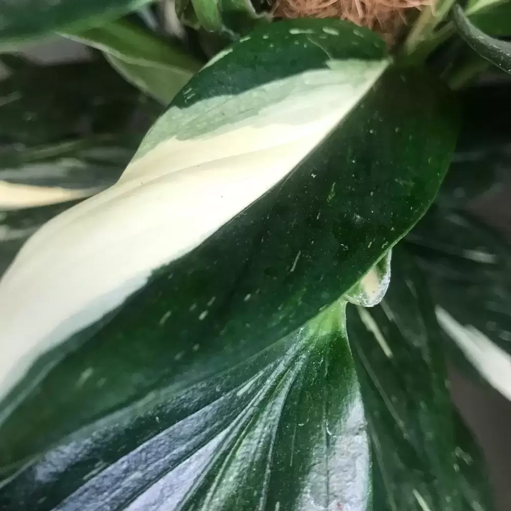 Monstera standleyana | Philodendron 'Cobra' 17cm - Cowell's Garden Centre |  Woolsington