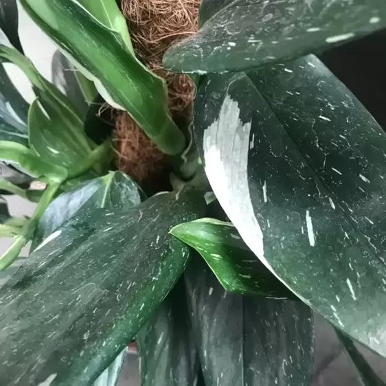 Monstera standleyana | Philodendron 'Cobra' 17cm - image 2