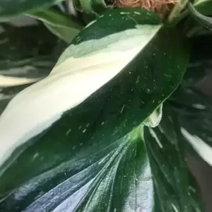 Monstera standleyana | Philodendron 'Cobra' 17cm - image 1
