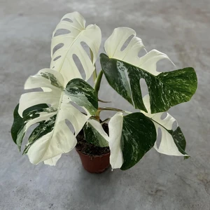 Monstera deliciosa 'Super White'