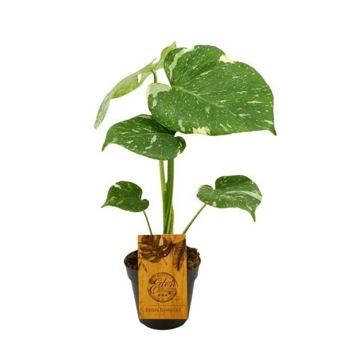 Monstera deliciosa 'Thai Constellation' 12cm - image 2