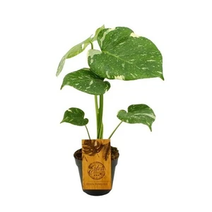 Monstera deliciosa 'Thai Constellation' 12cm - image 2
