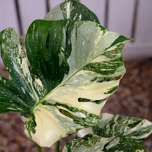 Monstera deliciosa 'Thai Constellation Creme Brulee' - image 2