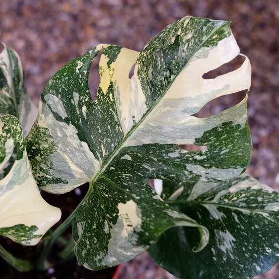 Monstera deliciosa 'Thai Constellation Creme Brulee' - image 1