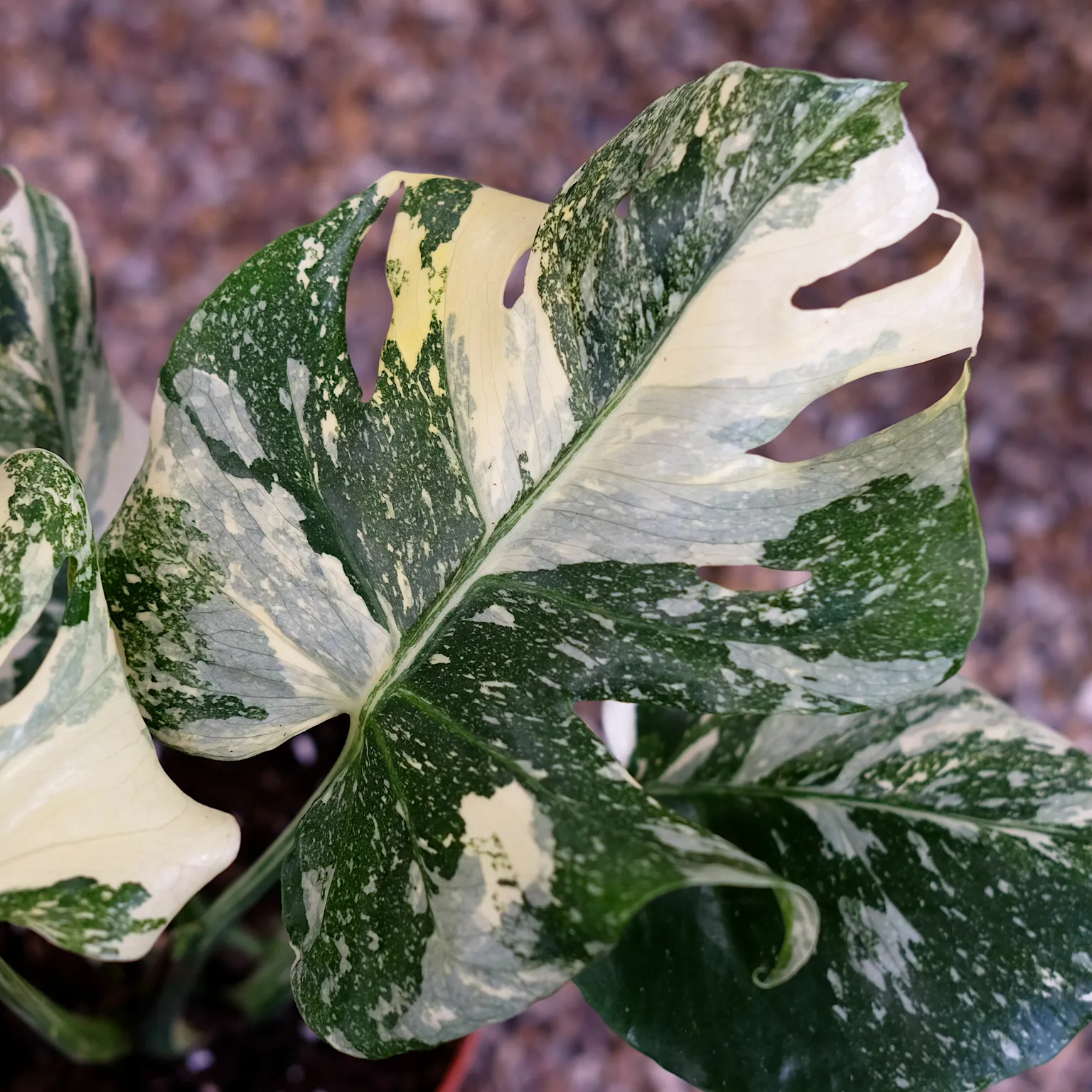 Monstera deliciosa 'Thai Constellation Creme Brulee' - Cowell's Garden  Centre | Woolsington