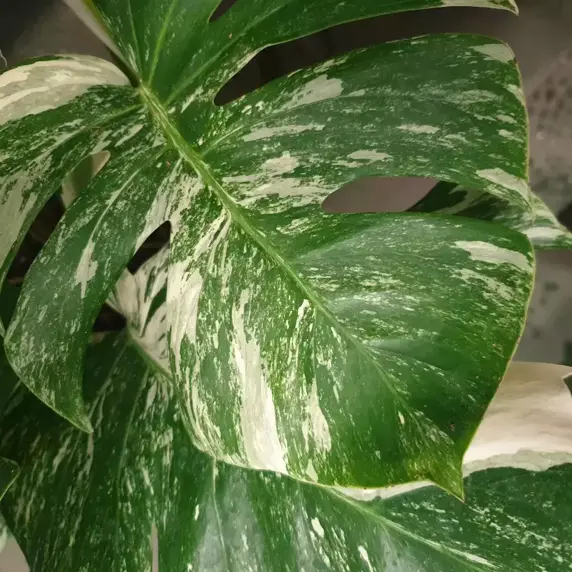 Monstera deliciosa 'Variegata' 12cm