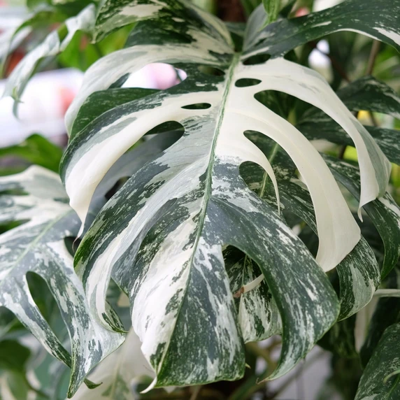 Monstera deliciosa 'Variegata' 27cm