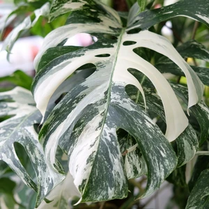 Monstera 'Variegata' (Large)