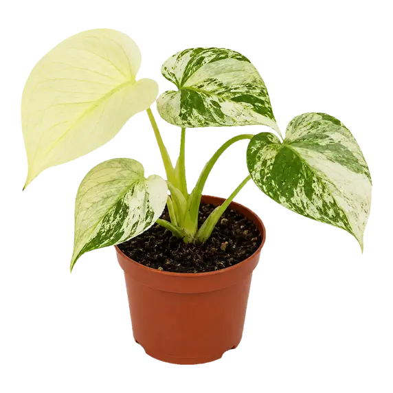 Monstera ‘White Monster’
