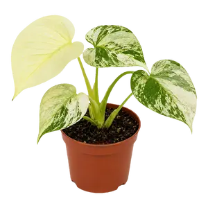 Monstera ‘White Monster’