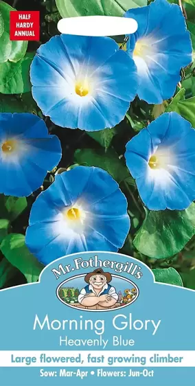 Morning Glory Heavenly Blue - image 1